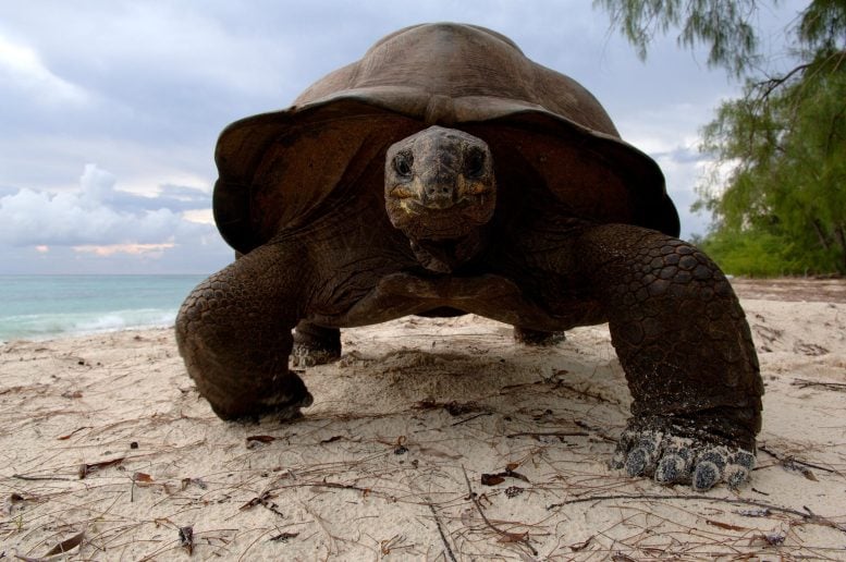 Aldabra Giant Tortoise