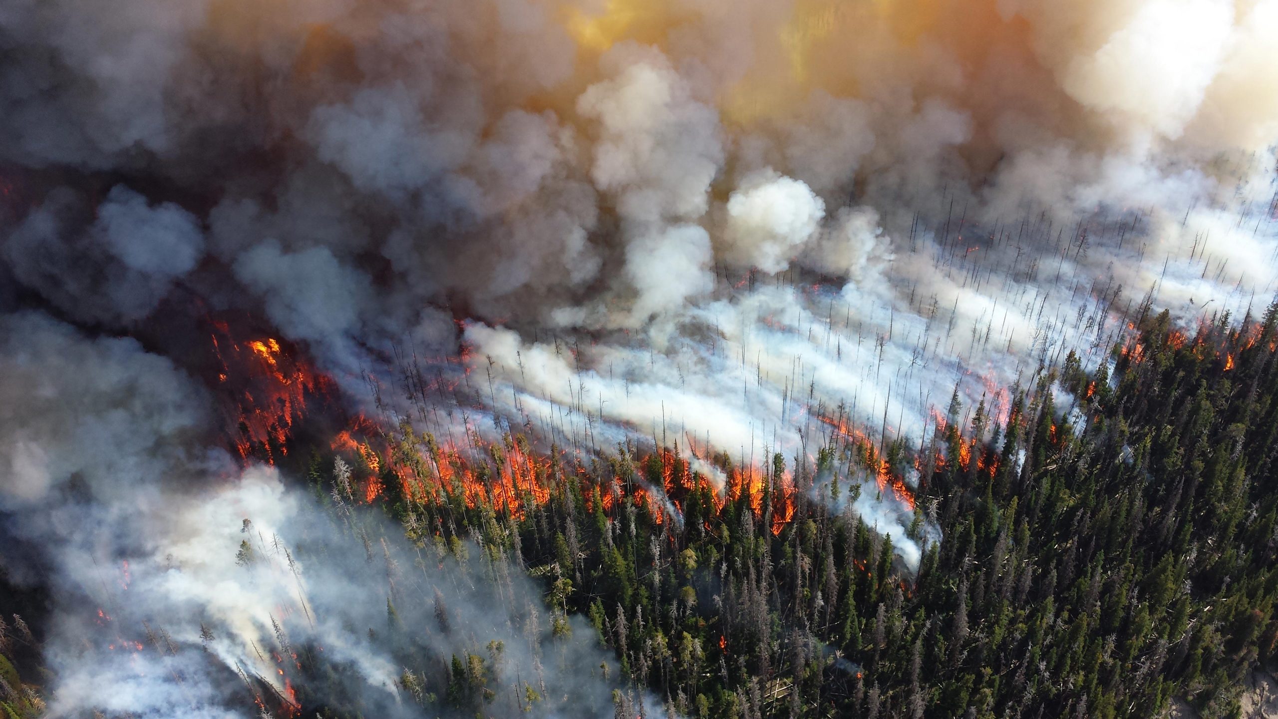 Palpable Change in Hearth Dynamics Confirmed: US Wildfires 4x Bigger, 3x Extra Frequent Since 2000
