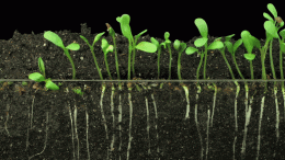 Alfalfa Sprouts Growth Timelapse