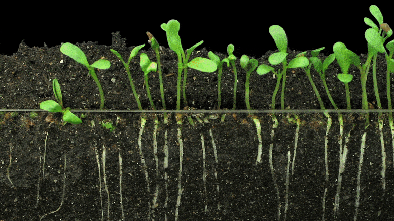 Development of Next-Generation Crops: Research Catches Up to World's  Fastest-Growing Plant
