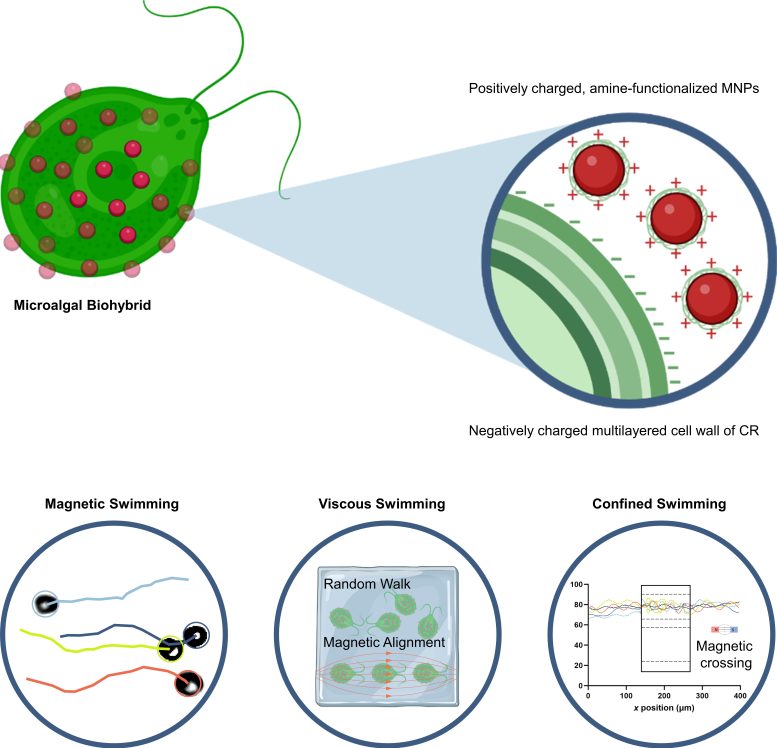 Alga Covered in Magnetic Material Infographic