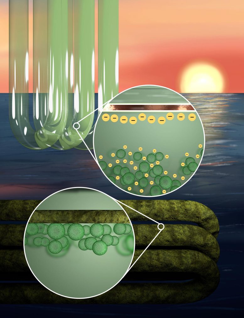 Algae Cells Electrostatic Repulsion