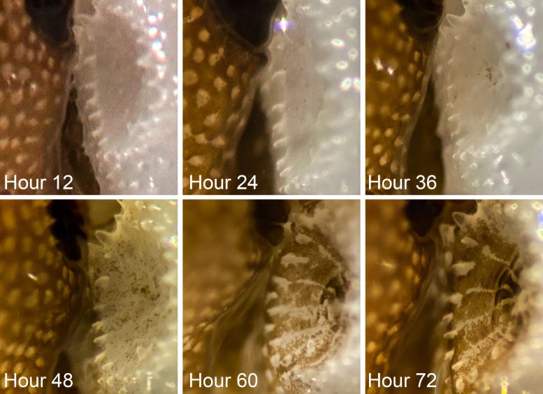 Algae Transfer Between Corals Over Three Days