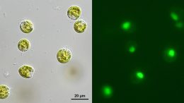 Algae and Green Fluorescence