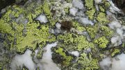 Algae, mosses, and lichens take up approximately 14 billion tons of carbon dioxide