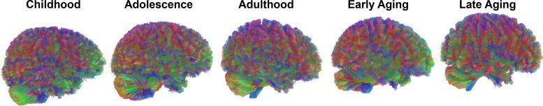 All Eras of Human Brain