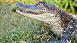 Alligator and Human Hearts Share Similar Structure
