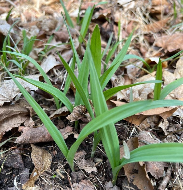 Scientists Discover Second Species of Wild Ramps, Ending Decades-Long Debate
