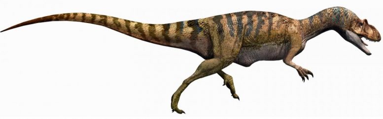 Allosaurus Illustration