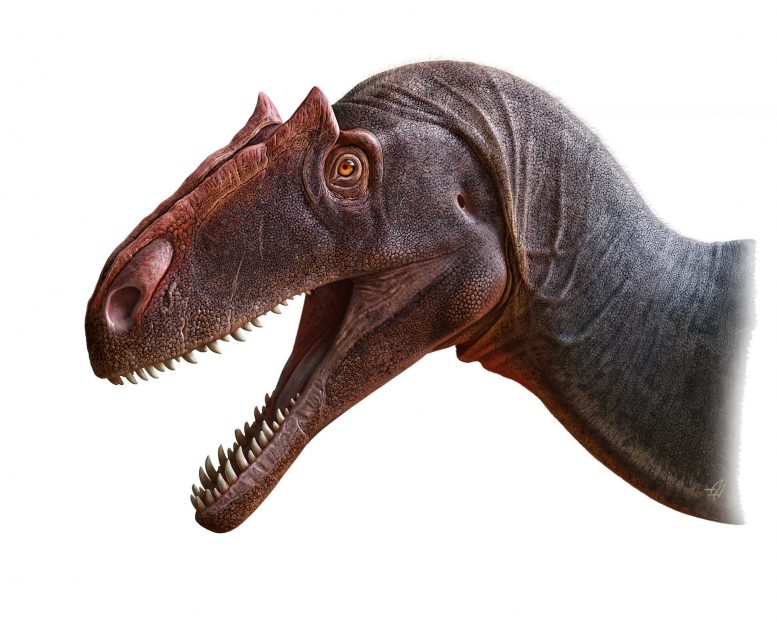 Allosaurus jimmadseni Illustration