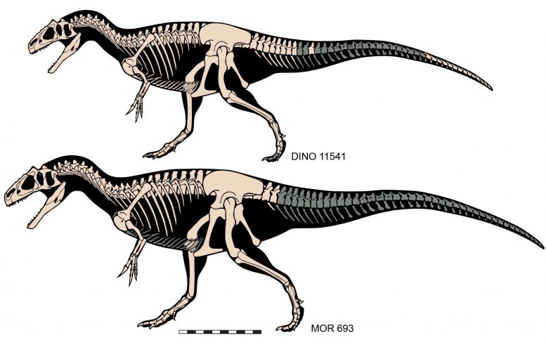 Allosaurus jimmadseni Skeletons