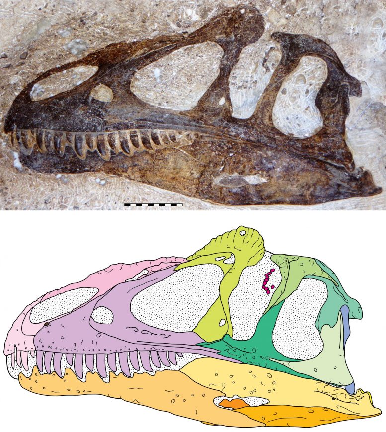 Allosaurus jimmadseni Skull