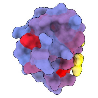 Allosteric and Active Sites of Human Protein PDZ3 (Back)