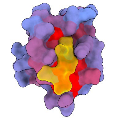 Allosteric and Active Sites of Human Protein PDZ3 (Front)
