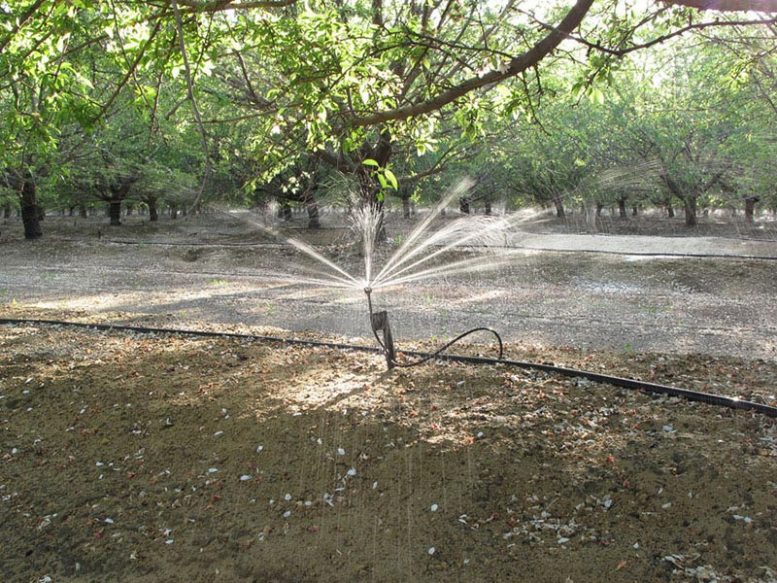 Almond Micro irrigation