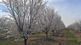 Almond Trees at Full Bloom
