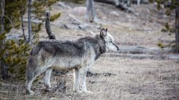 Alpha Male, Canyon Pack, Yellowstone National Park