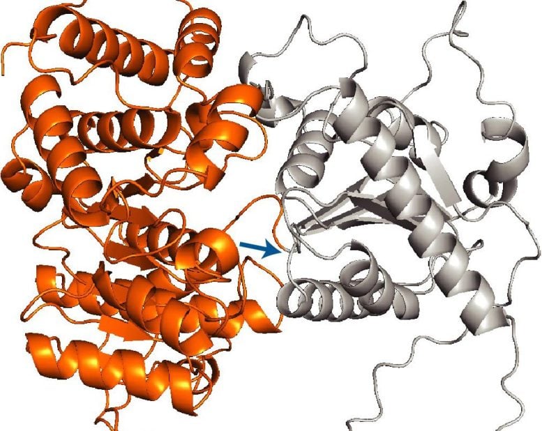 Model struktural alphafold fpg protein mitokondria
