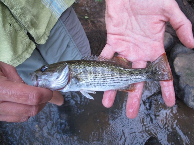 Altamaha Bass