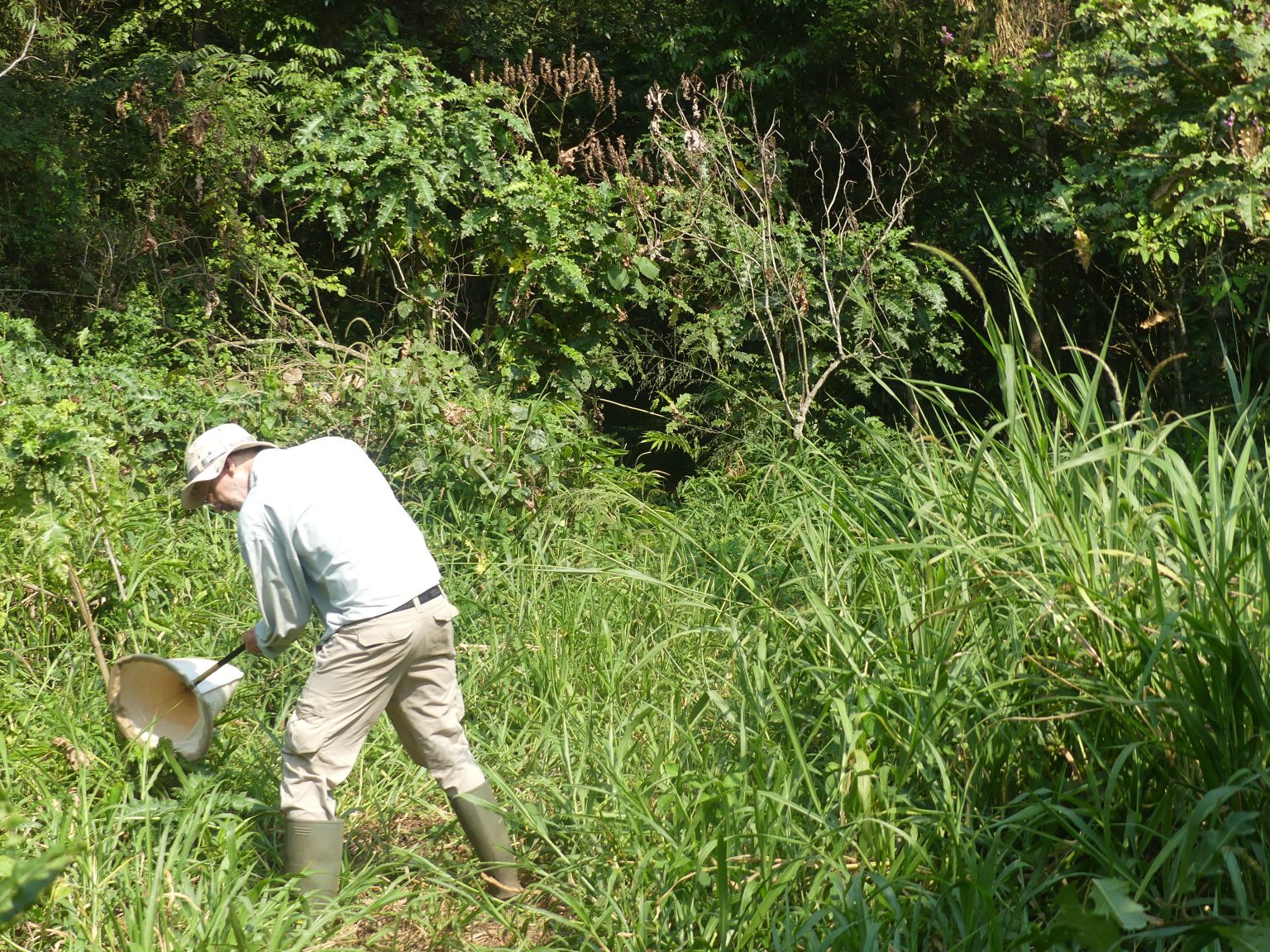 Insect Field Work It Looks Like a Frog, but It’s a Bug: Scientist Discovers 7 Unusual New ...