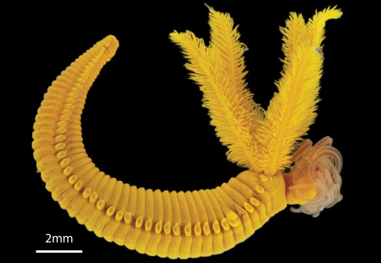 The Bright Yellow Worm That Survives by Turning Poison Into “Gold”