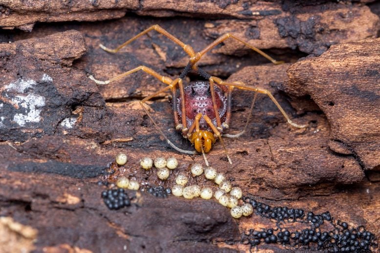 Amazochroma Spider Guarding Eggs