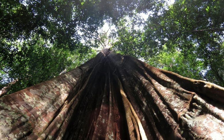 Amazon Drought Affects Larger Trees More Severely