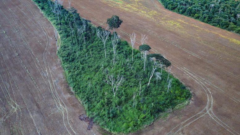 Amazon Forest Fragment