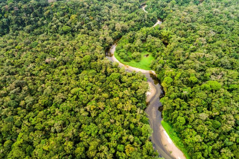 Amazon Rainforest Aerial View