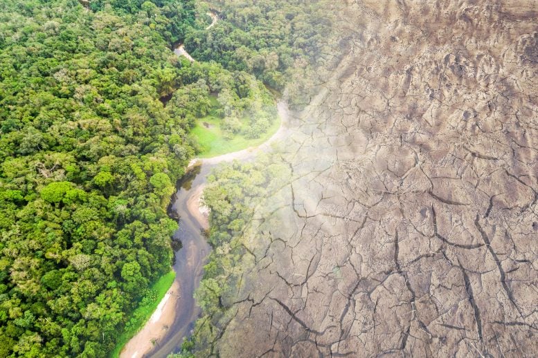 Amazon Rainforest Disappearing