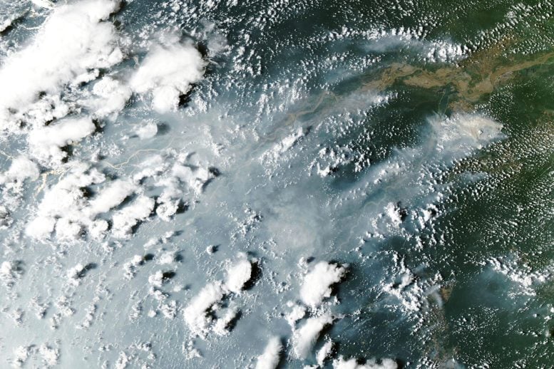Amazon Rainforest Fires 2026