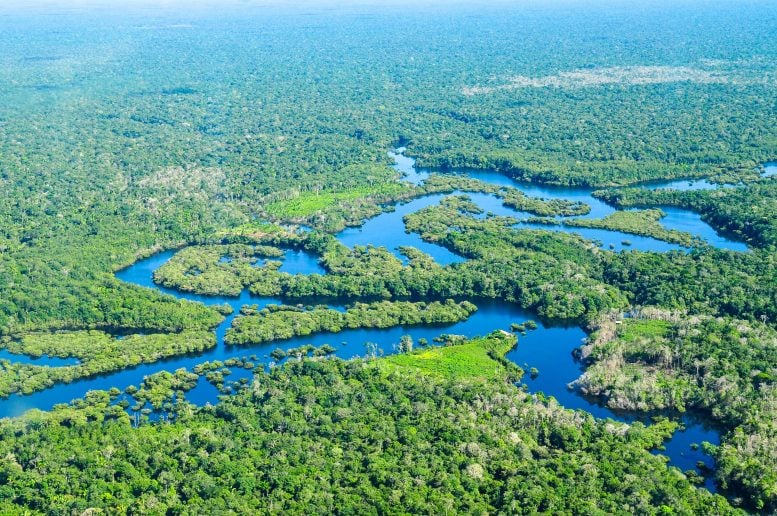 Amazon Rainforest Near Manaus