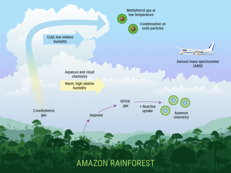 Amazon Rainforest PNNL Graphic
