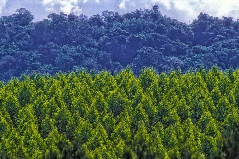 Amazon Reforestation