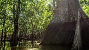 Amazon Wetland in Brazil