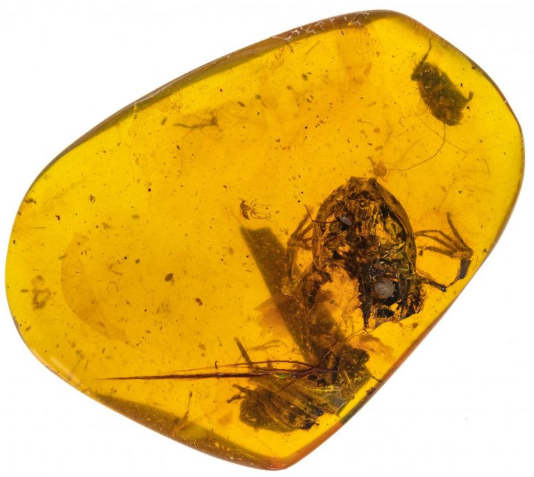 Amber Fossils Provide Earliest Evidence of Frogs
