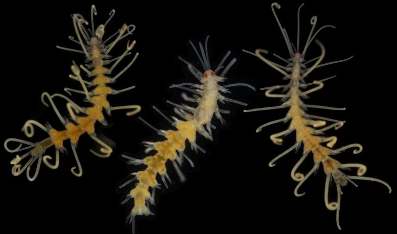 Amblyosyllis madeirensis