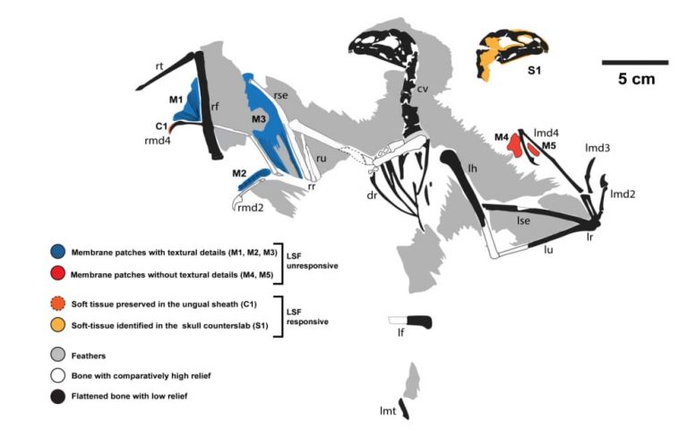 Carte du squelette de dinosaure Ambopteryx