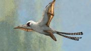 Ambopteryx Reconstruction
