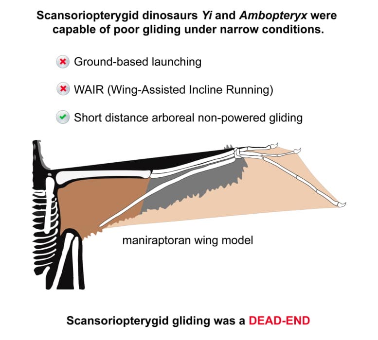 Résumé des résultats d'Ambopteryx Yi