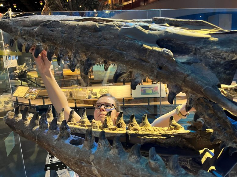Amelia Zietlow Tylosaurus rex Holotype Skeleton