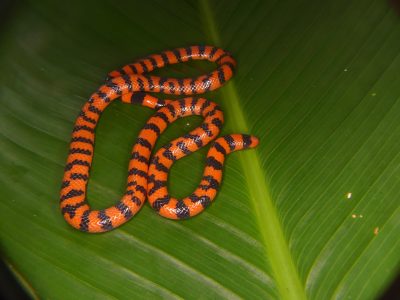 Snakes Diversified Explosively After Mass Extinction Where Dinosaurs