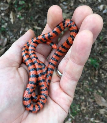 Snakes Diversified Explosively After Mass Extinction Where Dinosaurs