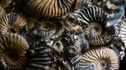 Ammonites Group Fossil