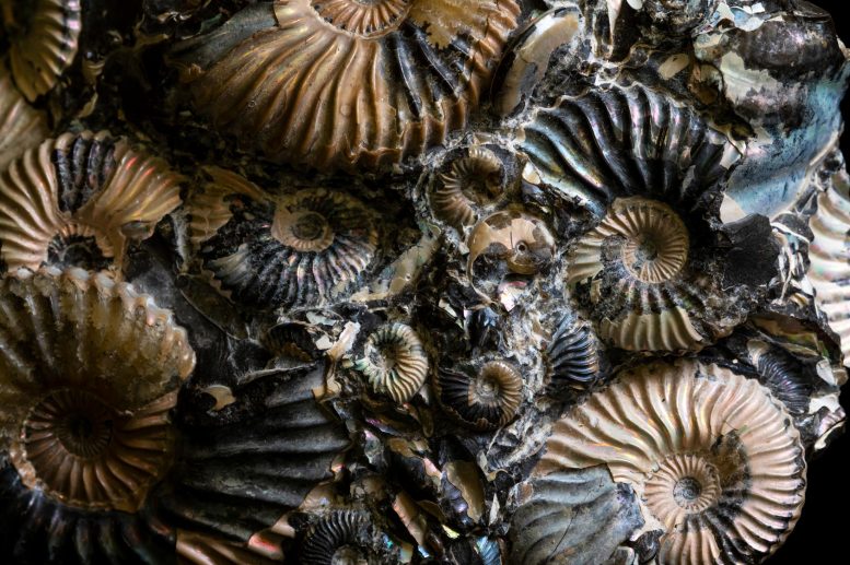 Ammonites Group Fossil