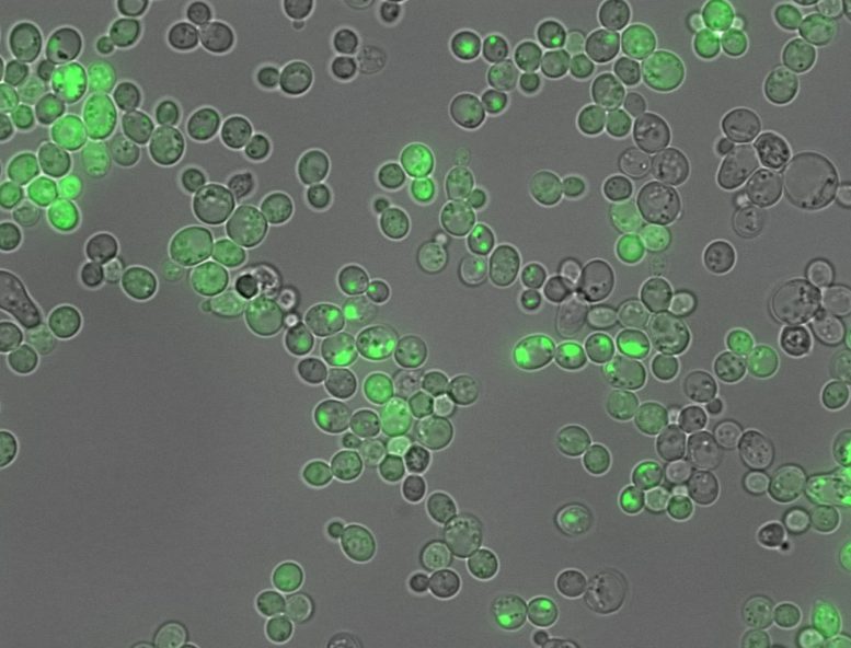 Amyloid Aggregation Inside Cells