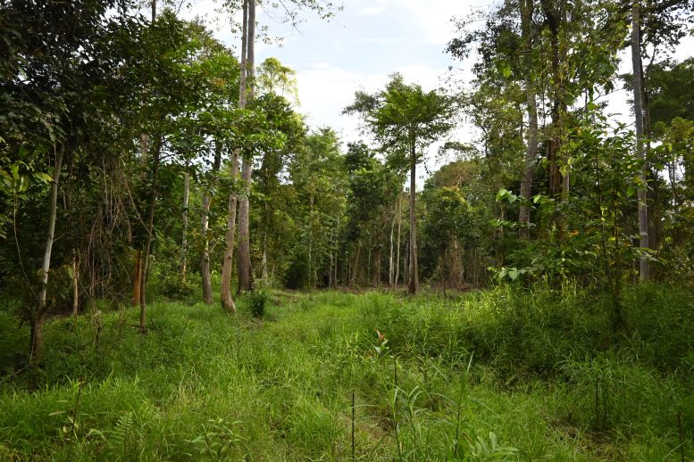 An Area Prepared for Planting in Degraded Forest