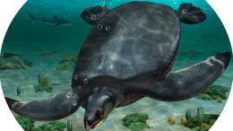 An Illustrated Reconstruction of Leviathanochelys aenigmatica