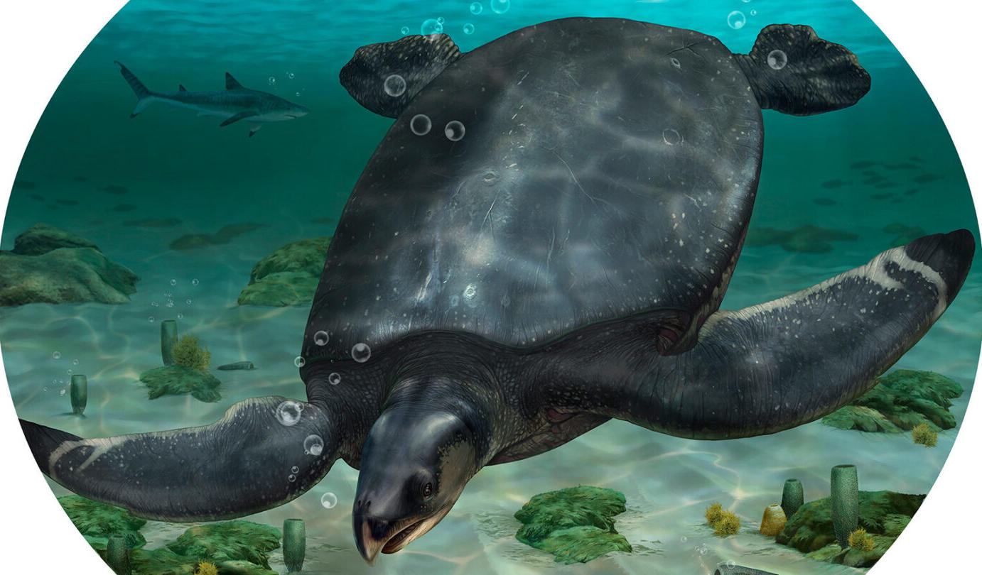An Illustrated Reconstruction of Leviathanochelys aenigmatica