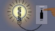 An On Off Switch for Gene Editing